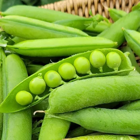 [오늘의채소] 국내산 노지 완두콩 2kg 껍질완두콩