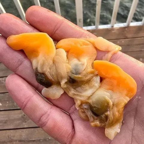 부산 명지 갈미 조개 살 500g 20-30미 부산갈미조개 명지갈미조개 명지조개 개량조개 명주조개 노랑조개