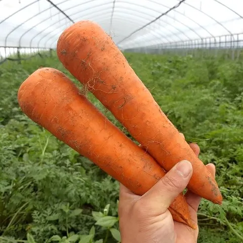 올해수확 국내산 햇 구좌당근(중) 10kg