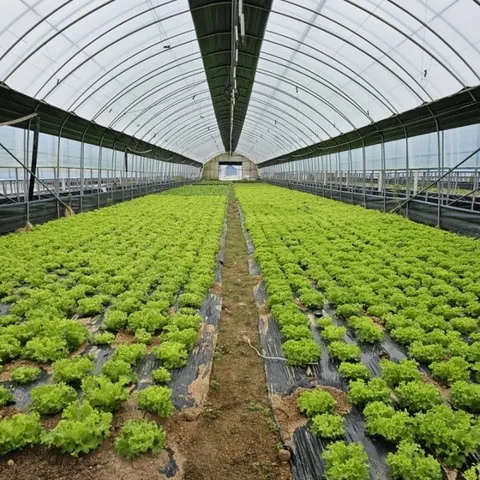 [GAP인증] 당일수확 모듬 쌈채소 모듬쌈채소 800g