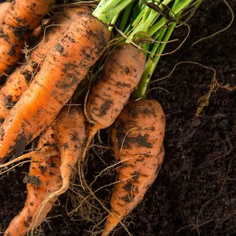 싱싱한 국내산 흙당근 5kg 중