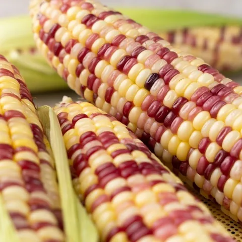 쫀득쫀득 냉동 삶은 홍찰옥수수 특대 20개 (14-16cm)