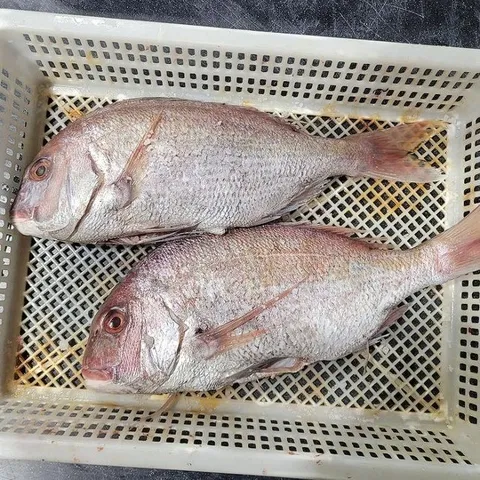 반건조 통영 참 돔 1마리 700-1kg 대짜 자연산 참돔 반건조 참돔 참 도미 자연산돔 냉동참돔 반건조도미