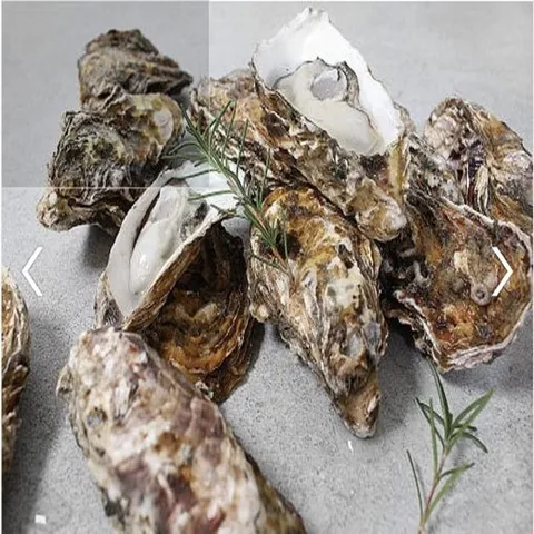 통영 제철 석화 5kg 각굴 하프셀 생굴