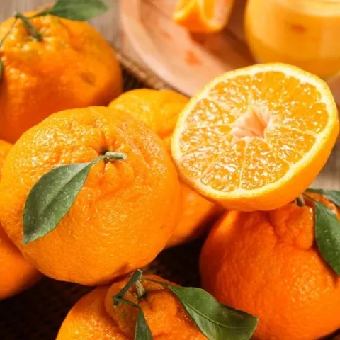 [제주직송] 새콤달콤 가정용 한라봉 2.5kg 중소과(16과내외)