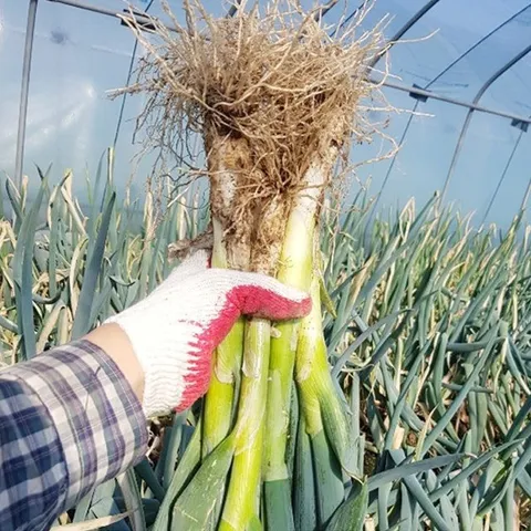 국산 깐대파 3kg