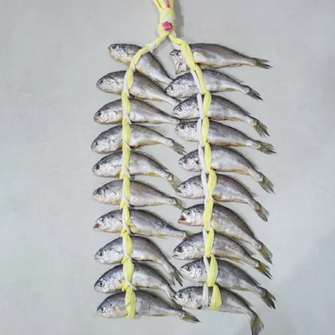 손질 굴비 프리미엄 영광 굴비 1.6kg 급 20미 (제이)