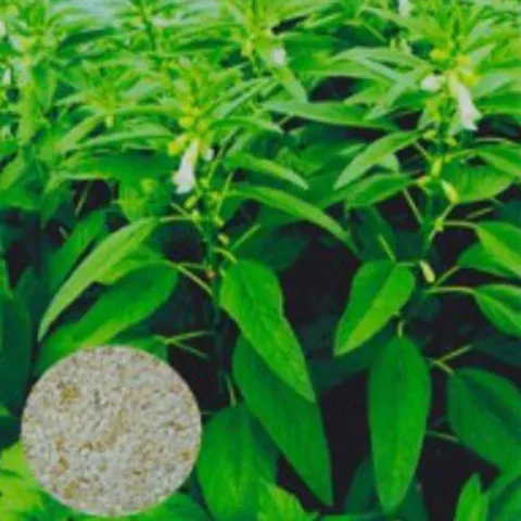 재래종 국산 깨 구근 참깨 꽃씨 품종 종자 1000립 정원꾸미기 흑깨 씨앗판매 종묘사