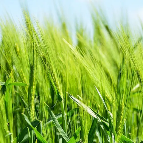 새싹보리씨앗 새싹보리키우기 보리키우기종자 새싹보리재배 새싹보리씨 새싹보리키우는법 보리씨
