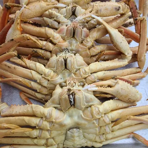 A급 선어 자숙 러시아 박달대게 3kg 2-4미