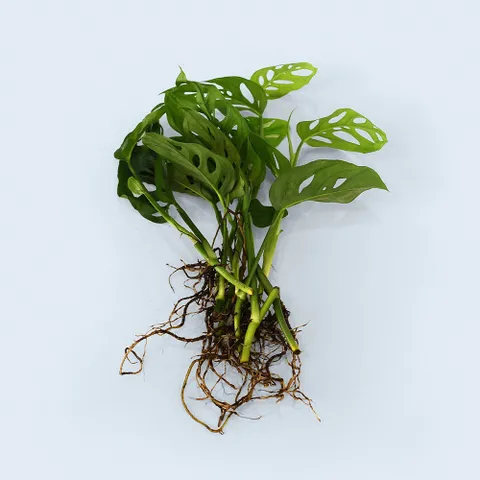 마이플랜트 몬스테라 아단소니 세척 모종 소형 수경재배식물 키우기쉬운 인테리어 공기정화식물