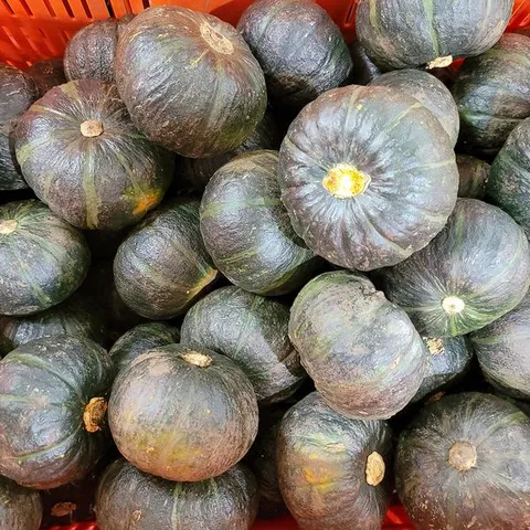 제주 미니 밤호박 상품 로얄 9kg