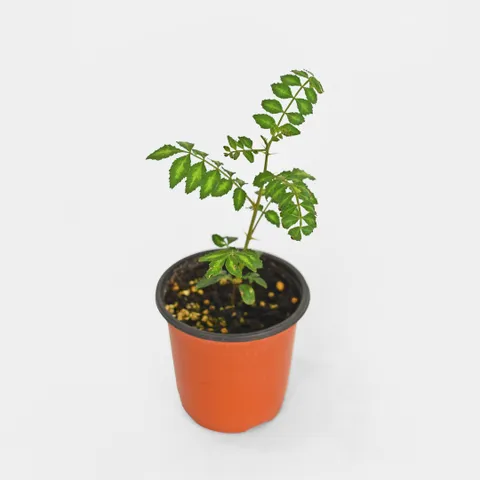 마이플랜트 토종 산초 소형 해충 벌레퇴치식물 실내공기정화 반려식물