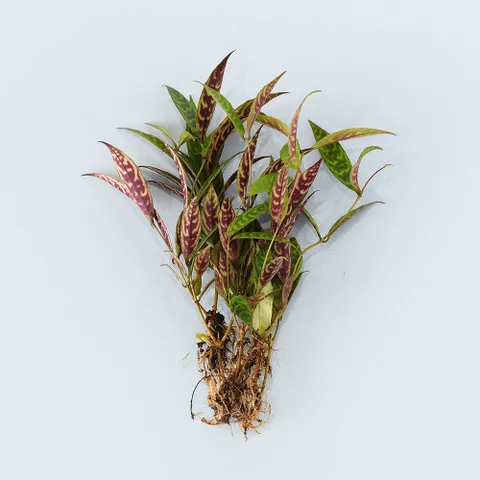 마이플랜트 골드세피아 세척 모종 소형 수경재배식물 키우기쉬운 인테리어 공기정화식물