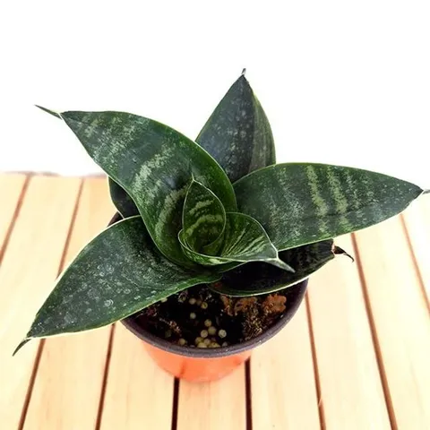 하니 산세베리아 키우기 쉬운 실내 거실 화초 가습 먼 산세베리아 산세베리아물주기