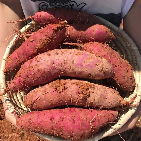 해남 세척 고구마 3kg (특상)