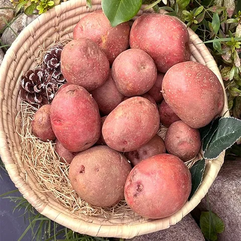 국내산 홍감자 3kg (대/60~120g)