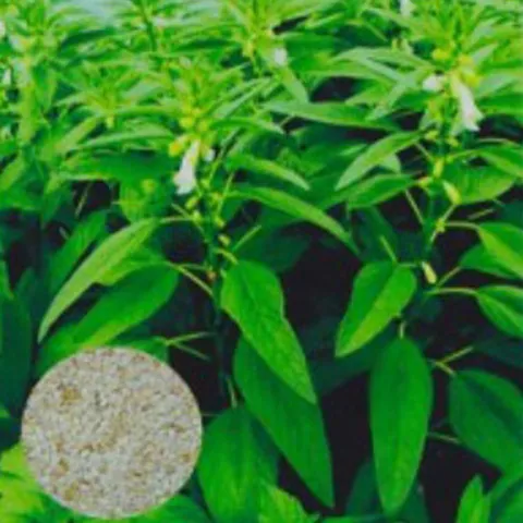 정원꾸미기 재래종 국산 깨 구근 참깨 꽃씨 품종 종자 1000립