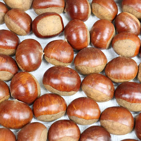 공주 정안 햇밤 대보밤 특 2kg