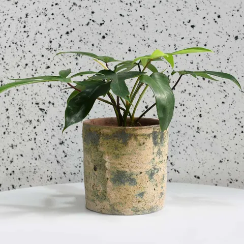 마이플랜트 더티 실린더팟 수제 화분 빈티지 인테리어 베트남 수입 토분