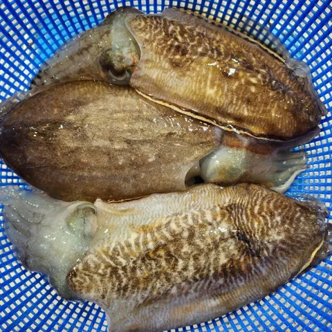 국내산 손질 특대형 갑오징어 1kg 2-4미 내외