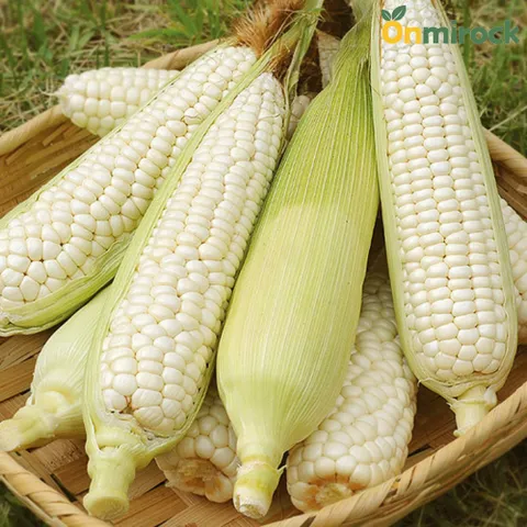 온미락 괴산 대학 찐 삶은 냉동 찰옥수수 3입 2팩 5팩 7팩 10팩 16~20cm 최상급 산지직송 NON-GMO