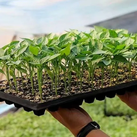 알티피아 시원한 통기성 모종심기 50구 야생화 꽃모종 주말농장 텃밭 모종 화초 실내화초