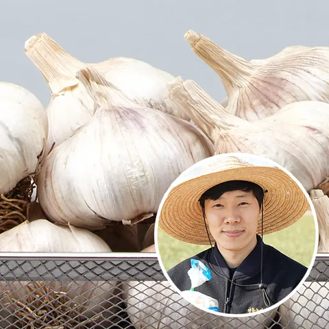 [산지직송] 황토 무안 통마늘(대서)/대1kg