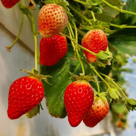 당일수확 논산 스마트팜 왕딸기 킹스베리 특/왕특/대왕특 대왕특과 1팩 5~7과 (12/1 출고)