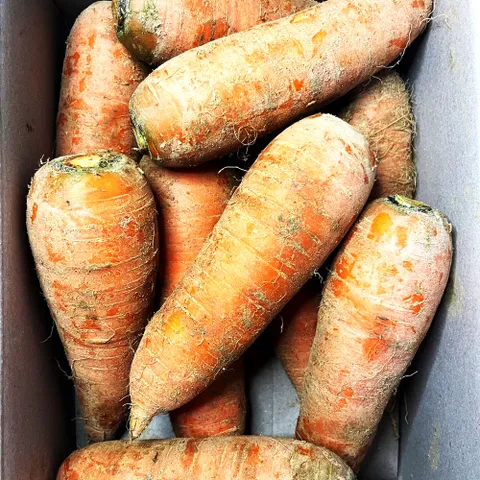 국내산 제주도 구좌 흙 당근 왕 2kg