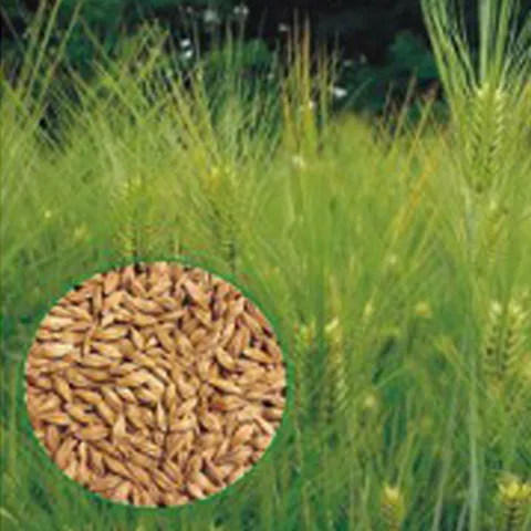 새싹보리씨앗 보리종자 원예씨앗 산새싹보리 재래종보리재배 새싹키우기 보리종자