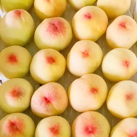 [8월1일부터 순차출고]귀농의 결실 김해묵의 백도복숭아 4kg(9-10과, 왕특)