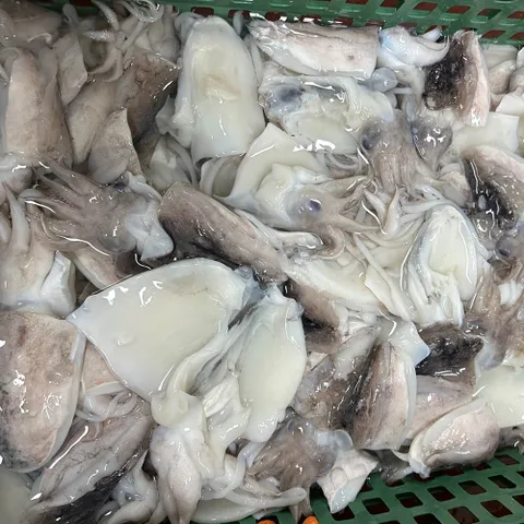 국내산 손질 꼬마 갑오징어 1.5kg 30미 내외