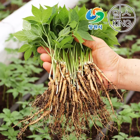 잎인삼파크 새싹삼 대[24CM이상] 50뿌리 실속형세트