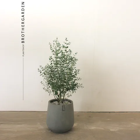 유칼립투스[실내공기정화식물/반려식물]