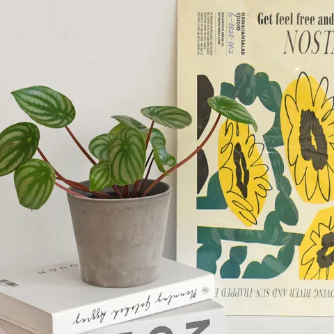 마이플랜트 EV 이브 바소 세레오팟 이태리 토분 빈티지 인테리어 화분