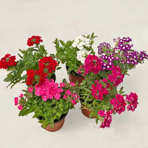 마이플랜트 버베나 소형 꽃모종 야생화 관엽식물 키우기 쉬운 식물 꽃화분