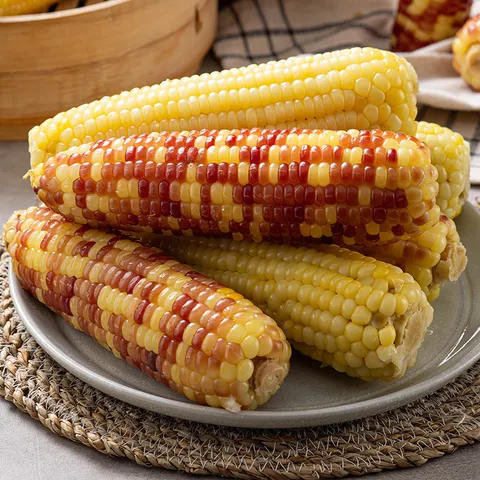 찐 홍찰 백찰 옥수수 10개 20개 왕특대(15~18cm)