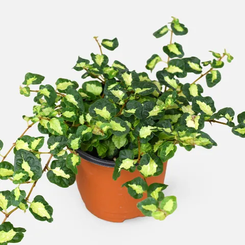 마이플랜트 푸미라 문라이트 소형 관엽식물 덩쿨 넝쿨식물 실내 공기정화화초