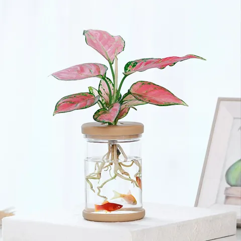 수경화분 수경 식물 화분 주방화분 미니 재배 플라스틱병