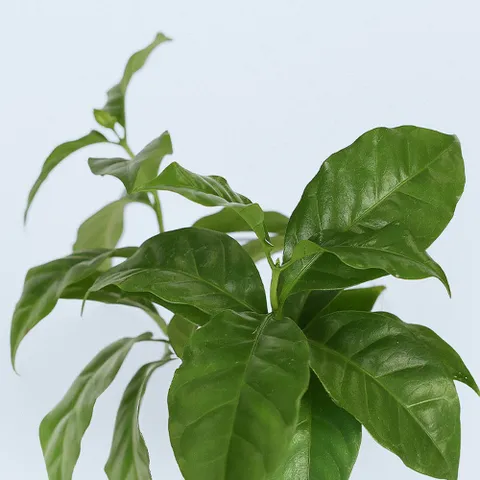 마이플랜트 커피나무 세척 모종 소형 수경재배식물 키우기쉬운 인테리어 공기정화식물