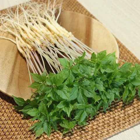 전남 무안 수경재배 새싹삼 소 50뿌리