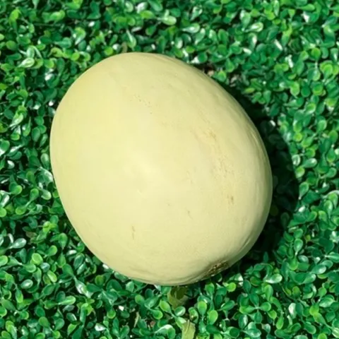 허니듀 메론 2통 (통당 1.8kg 내외)