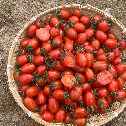 대추방울토마토 2kg