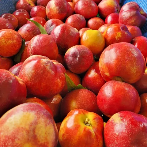 [6월16일부터 순차출고]산지직송 경북 복숭아 2kg 17-25과 내외(신비)