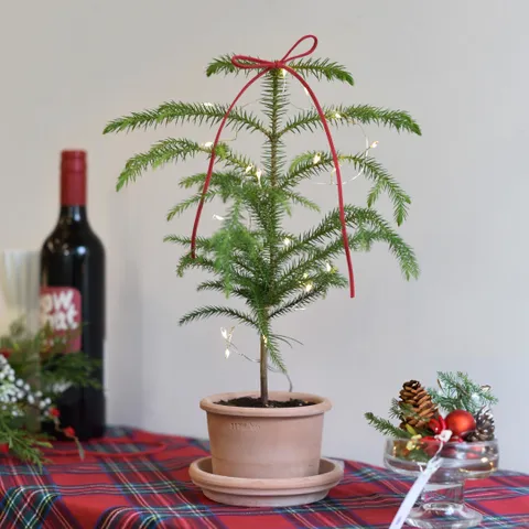 마이플랜트 링실린더팟 아라우카리아 크리스마스 식재 화분 생화트리 오너먼트 전구세트