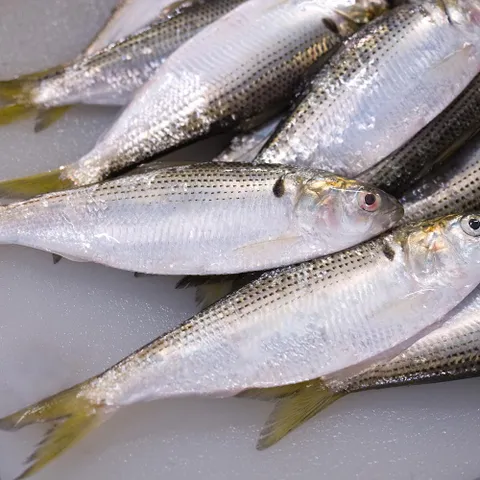 국내산 구이용 제철 전어 1kg 10-20미