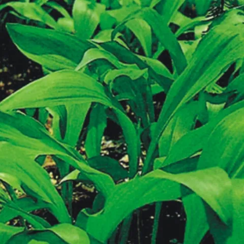 산마늘종자 명이나물 씨앗 산마늘씨앗 명의산채품종 산나물종자 야채류 나물류 씨앗판매 종묘사