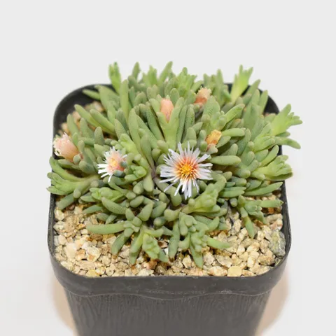 마이플랜트 별의 눈물 소형 다육식물 모종 다육이 인테리어 공기정화식물