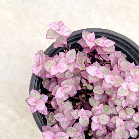 미니 달개비 소형 핑크레이디 식물 모종 공기정화식물 플랜테리어